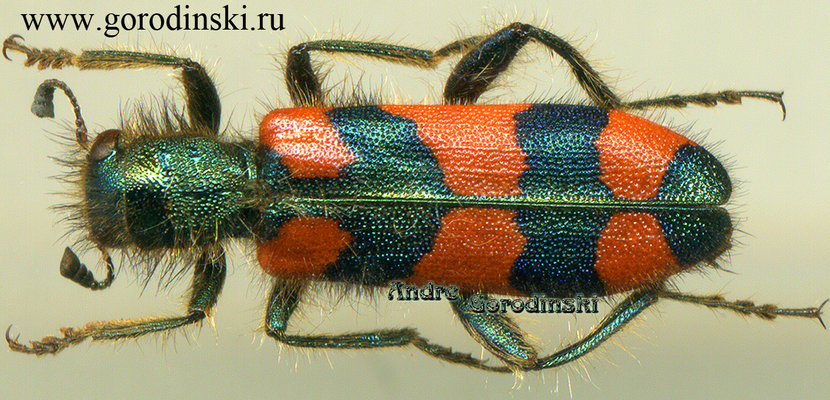 http://www.gorodinski.ru/oth_col/Trichodes persicus.jpg